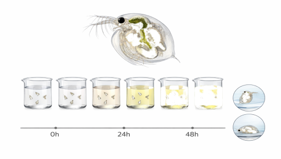 帷鈊檢驗科技股份有限公司_OECD TG-202 水蚤急毒性試驗