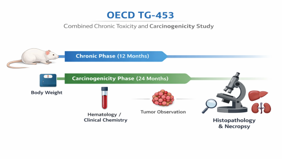 帷鈊檢驗科技股份有限公司_OECD TG-453 結合慢性毒性／致癌性研究