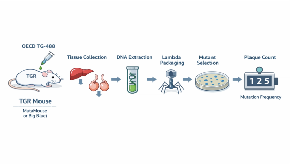 帷鈊檢驗科技股份有限公司_OECD TG-488 轉殖嚙齒類動物體細胞與生殖細胞基因突變試驗